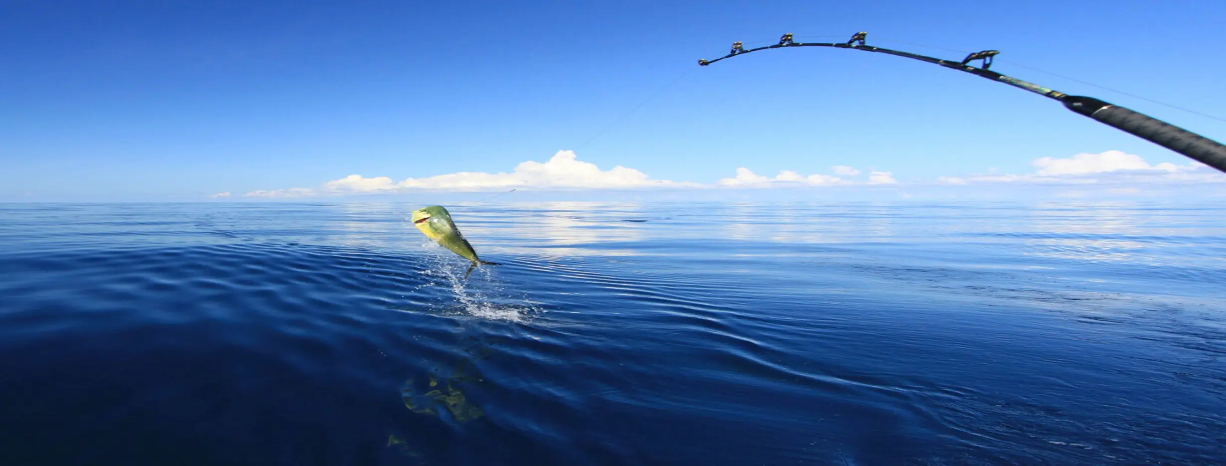 Image for Fishing Excursions